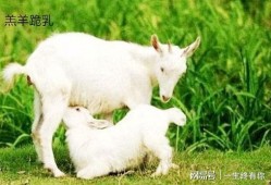 最新吃瓜爆料小羊图片,吃瓜群众热议，萌态可掬引关注