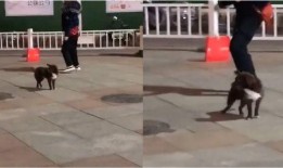 郑州爆料新视频,揭秘背后惊人真相！