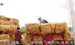 坝上人养羊爆料视频,视频爆料背后的真实故事