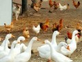 吃瓜鹅爆料视频完整版,揭秘娱乐圈惊人内幕