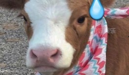 娱乐吃瓜酱抖音美颜,揭秘网红滤镜下的真实魅力