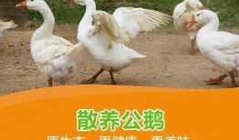 吃瓜鹅爆料视频完整版,揭秘娱乐圈惊人内幕