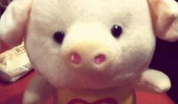 小猪崽子爆料娱乐圈,小猪崽子揭露惊天秘密