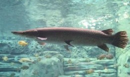 新闻爆料鳄雀鳝视频播放,惊现水中霸主！鳄雀鳝视频引发网友热议