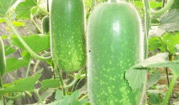 网红肖喆吃瓜图片大全集,揭秘娱乐圈幕后风云