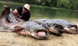 韩国鲶鱼爆料视频播放在线观看,独家在线观看，揭秘幕后真相