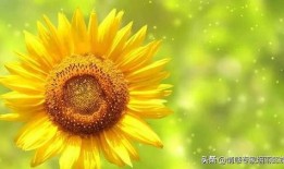 向日葵套装爆料视频大全,全方位爆料视频大盘点