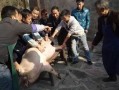 热门爆料杀年猪视频播放,一场传统习俗的现代演绎