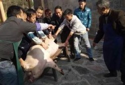 热门爆料杀年猪视频播放,一场传统习俗的现代演绎