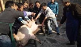 热门爆料杀年猪视频播放,一场传统习俗的现代演绎