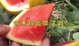 娱乐吃瓜起什么名字