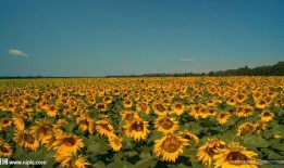 向日葵套装爆料视频大全,全方位爆料视频大盘点