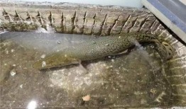 新闻爆料鳄雀鳝视频播放,惊现水中霸主！鳄雀鳝视频引发网友热议