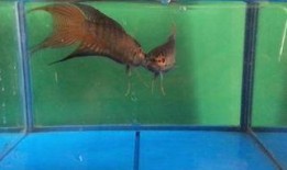 斗鱼高清在线观看,畅享视觉盛宴